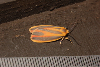 Hypoprepia fucosa, Painted Lichen Moth