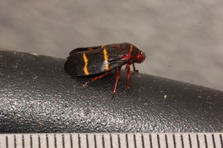 Prosapia bicincta, Two-lined Spittlebug