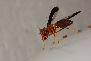 Climaciella brunnea, Wasp Mantidfly