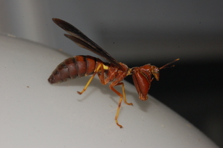 Climaciella brunnea, Wasp Mantidfly