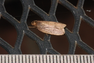 Autosticha kyotensis, Kyoto Moth