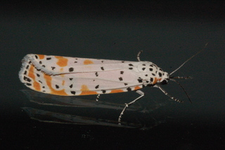 Utetheisa ornatrix, Ornate Bella Moth