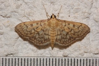 Herpetogramma pertextalis, Bold-feathered Grass Moth
