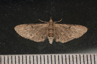 Eupithecia miserulata, Common Eupithecia Moth