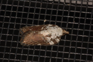 Acleris flavivittana, Multiform Leafroller Moth