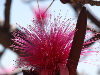 Pseudobombax ellipticum, flower