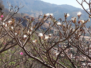 Pseudobombax ellipticum, tree with white flowers
