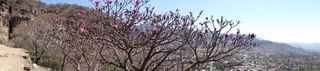 Pseudobombax ellipticum, trees in flower