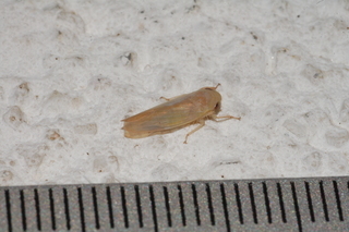 Chlorotettix, Cicadellidae