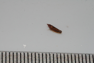 Scaphytopius, Cicadellidae
