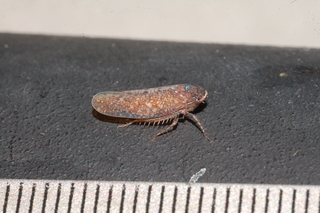 Paraphlepsius, Cicadellidae