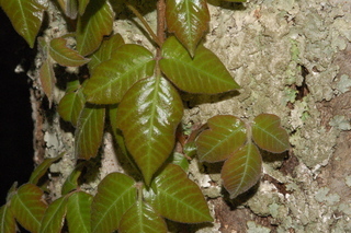 Toxicodendron radicans, Poison Ivy
