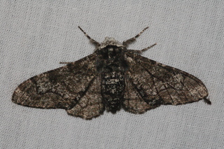 Biston betularia, Peppered Moth