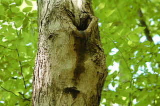 Acer barbatum, Florida Maple