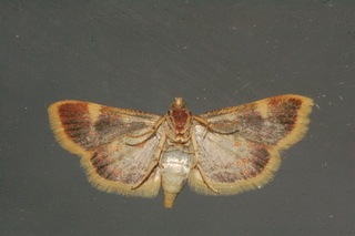 Hypsopygia costalis, Clover Hayworm Moth, underside