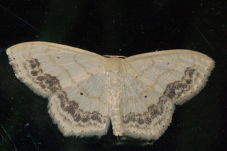 Scopula limboundata, Large Lace-border Moth