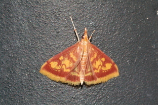 Pyrausta acrionalis, Mint-loving Pyrausta Moth