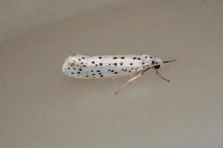 Yponomeuta multipunctella, American Ermine Moth, maybe