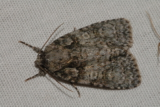Acronicta increta, Southern Oak Dagger Moth