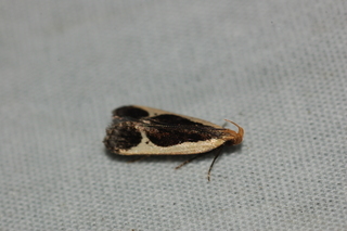 Dichomeris flavocostella, Cream-edged Dichomeris Moth