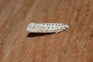 Yponomeuta multipunctella, American Ermine Moth