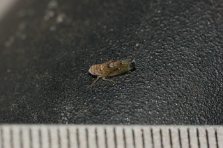 Scaphoideus, Cicadellidae