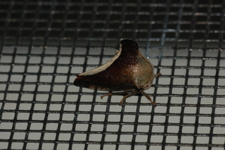Glossonotus, Membracidae