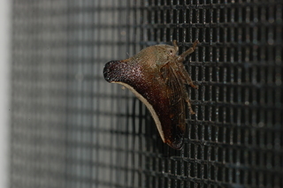 Glossonotus, Membracidae
