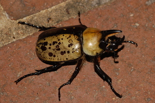 Dynastes tityus, Eastern Hercules Beetle