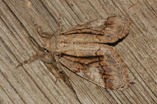 Dasychira obliquata, Streaked Tussock Moth