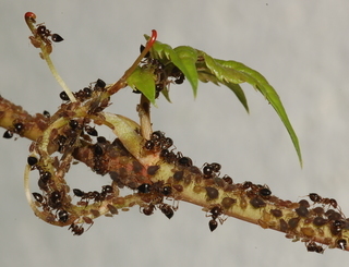 Crematogaster lineolata tending Aphis folsomii on Parthenocissus quinquefolia