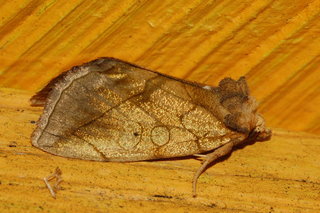 Basilodes pepita, Gold Moth