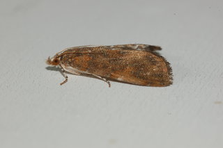 Elophila gyralis, Waterlily Borer Moth