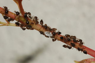 Cryptolaemus montrouzieri, Crematogaster lineolata, Aphis folsomii, Parthenocissus quinquefolia
