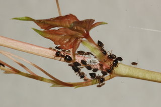 Cryptolaemus montrouzieri, Crematogaster lineolata, Aphis folsomii, Parthenocissus quinquefolia