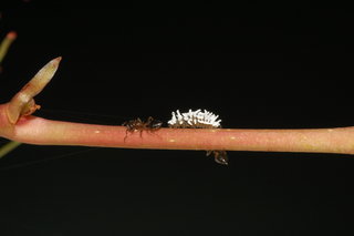 Cryptolaemus montrouzieri, Mealybug Lady Beetle, larva
