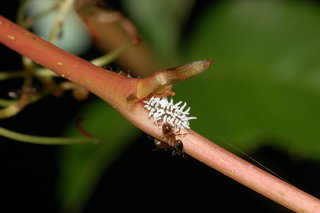 Cryptolaemus montrouzieri, Mealybug Lady Beetle, larva