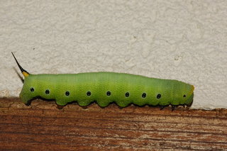 Hemaris diffinis, Snowberry Clearwing Moth, larva