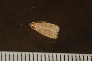 Autosticha kyotensis, Kyoto Moth