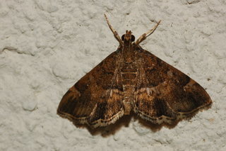 Hymenia perspectalis, Spotted Beet Webworm Moth
