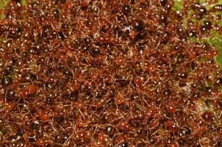 Solenopsis invicta, Red Imported Fire Ant, floating raft