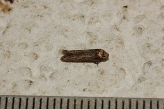 Holcocera crassicornella