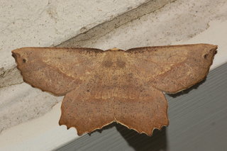 Euchlaena obtusaria, Obtuse Euchlaena Moth
