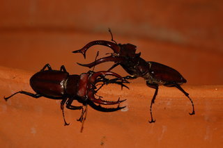 Lucanus elaphus, Giant Stag Beetle