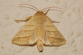 Heliothis virescens, Tobacco Budworm Moth