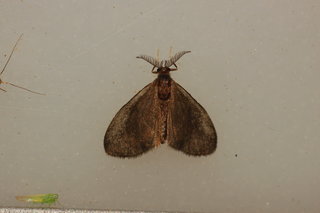Fulgoraecia exigua, Planthopper Parasite Moth