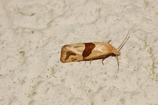 Carolella sartana, Broad-patch Carolella Moth
