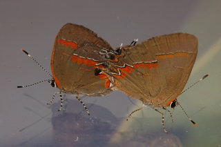 Calycopis cecrops, Red-banded Hairstreak, 2, mating