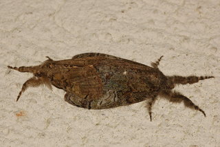 Dasychira meridionalis, Southern Tussock Moth, green form, 2, mating