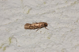 Setomorpha rutella, Tropical Tobacco Moth